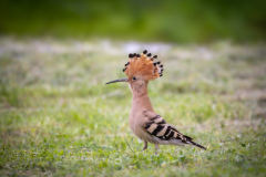 Härfågel i Falesia