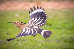 Härfågel i Falesia