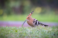 Härfågel i Falesia