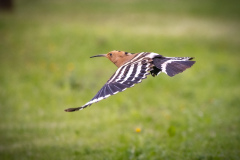 Härfågel i Falesia