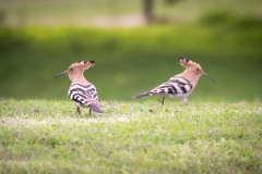 Härfågel i Falesia