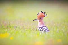 Härfågel i Falesia