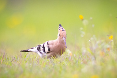 Härfågel i Falesia