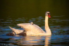 Knölsvan vid Hornborgasjön