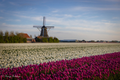 t_Zand