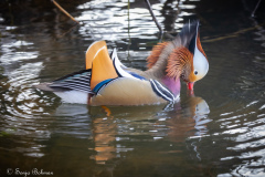 mandarinand