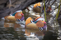 mandarinand