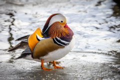 mandarinand