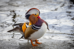 mandarinand