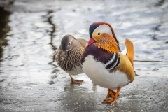 mandarinand