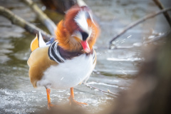 mandarinand