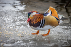 mandarinand