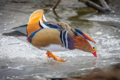 mandarinand