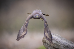 Ormvråk
