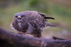 Ormvråk
