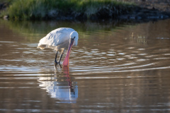 Skedstork