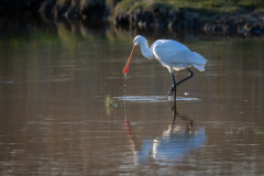 Skedstork