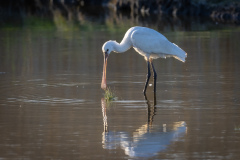 Skedstork
