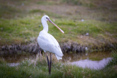 Skedstork
