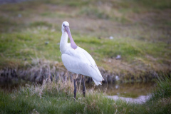 Skedstork