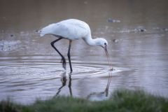 Skedstork