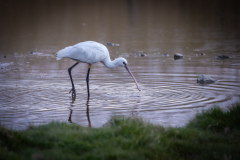 Skedstork