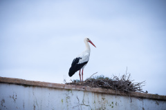 Stork i Silves