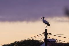 Stork i Silves