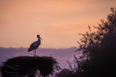 Stork i Silves