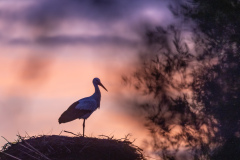 Stork i Silves