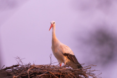 Stork i Silves