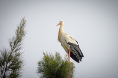 Stork i Silves