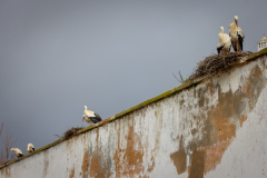 Stork i Silves