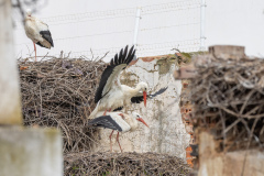 Stork i Silves