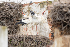 Stork i Silves