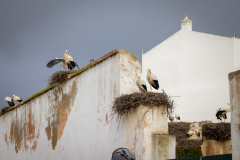 Stork i Silves