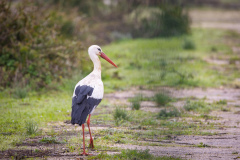 Stork i Silves