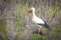 Stork i Silves
