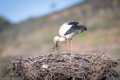 Stork i Silves