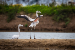 Flamingo i Tavira
