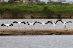 Flamingo i Tavira