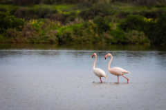 Flamingo i Tavira