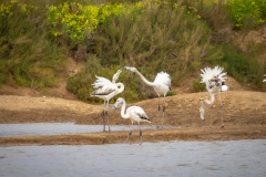 Flamingo i Tavira