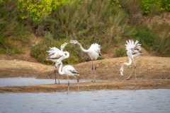 Flamingo i Tavira