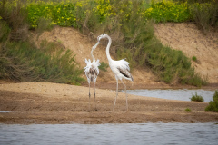 Flamingo i Tavira