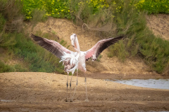 Flamingo i Tavira