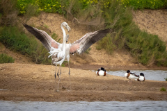 Flamingo i Tavira