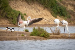 Flamingo i Tavira