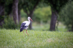 Vit Stork