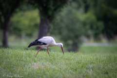 Vit Stork